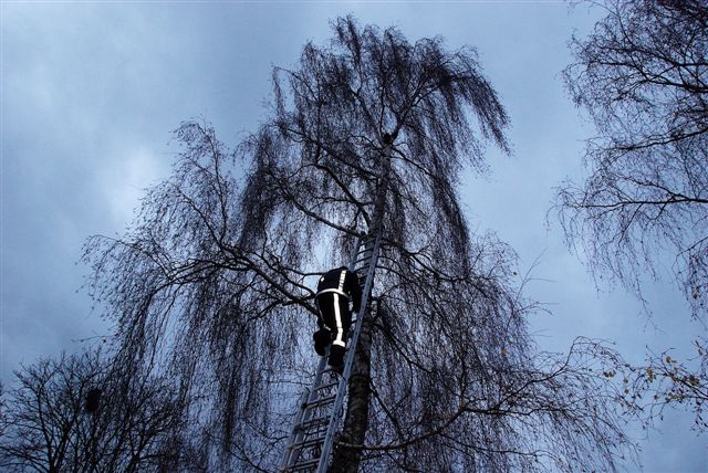 2009/302/20091122 003 Dier op hoogte Zwaluwstraat.jpg